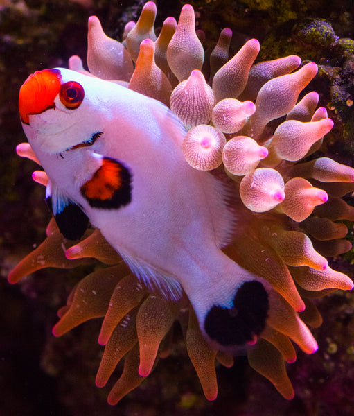 The Clownfish