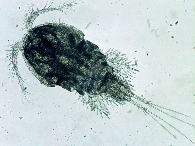Copepods: More Than Just Reef Food