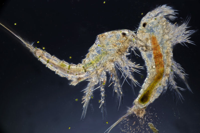 Copepod Speed and Strength