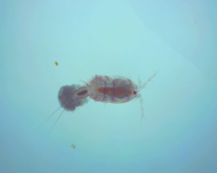 Aquacultured Zooplankton