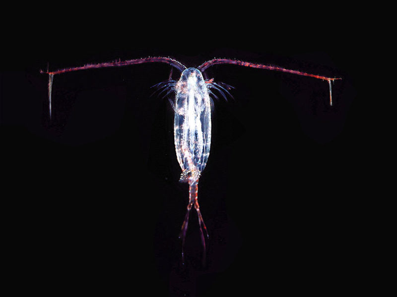 Copepod Life Stages