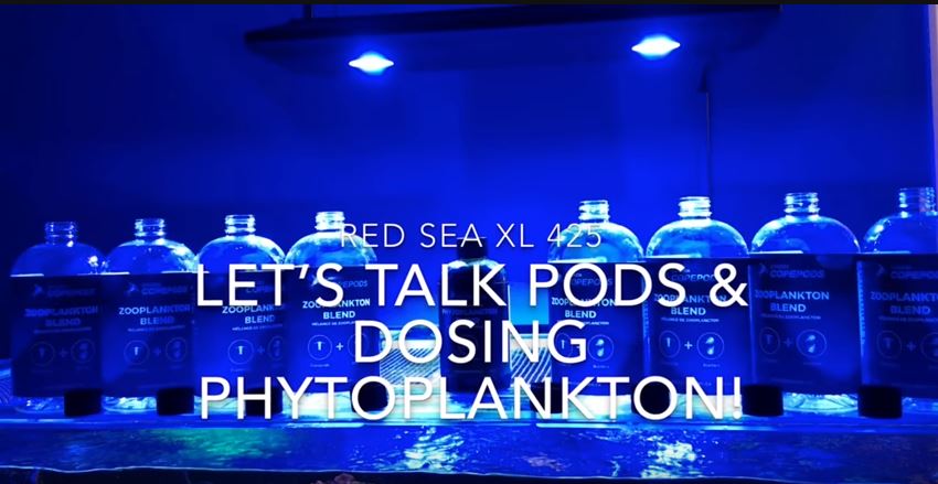 Tank Seeding and Phytoplankton Dosing on YouTube with Reefgrrl
