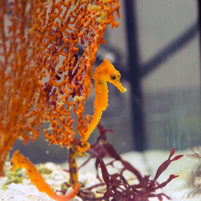 Seahorses and Copepods