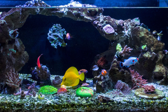 How To Seed Your Tank With Live Copepods And Rotifers