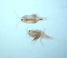tisbe-copepods